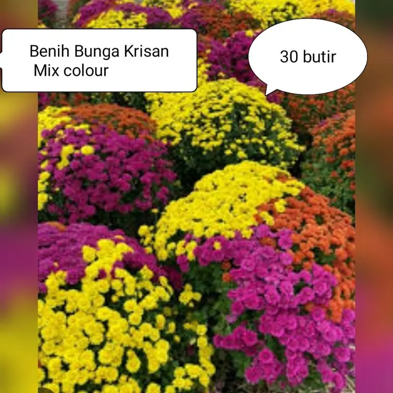 Benih Bunga Krisan Warna Campur 30 butir benih