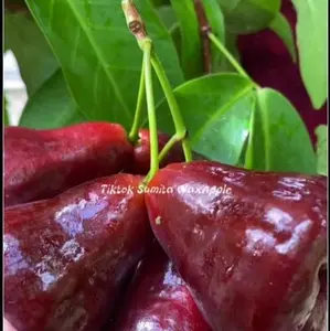 Bibit Cangkok Mutiara Hitam untuk Tumbuhan Hiasan Rumah