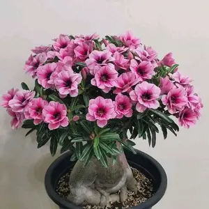 Tanaman Hias || ADENIUM KAMBOJA BUNGA TUMPUK BUNGA SAKURANYA SEJUTA UMAT HASIL GRAFTING DENGAN KODE {SWL} Pot uk 15