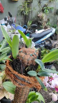 Product Review of RIEKE ARTIFICIAL PLANT ANGREK CATTY 6 PCS - KUALITAS TERJAMIN ESTETIK from s**r 0