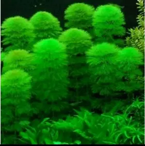 tanaman sintetis cabomba grin medis pot tanaman Aquascape hiasan aquarium