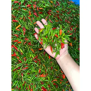 Cabe Rawit Tua Asli Lampung Pedas Segar Tanggamus 500gr