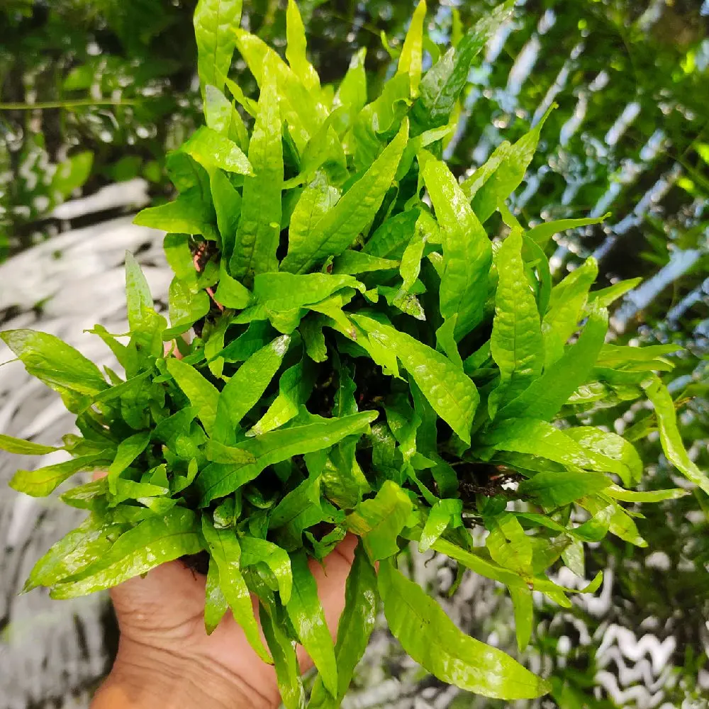 java fern/kadaka mini aquarium aquascape, paludarium, terarium