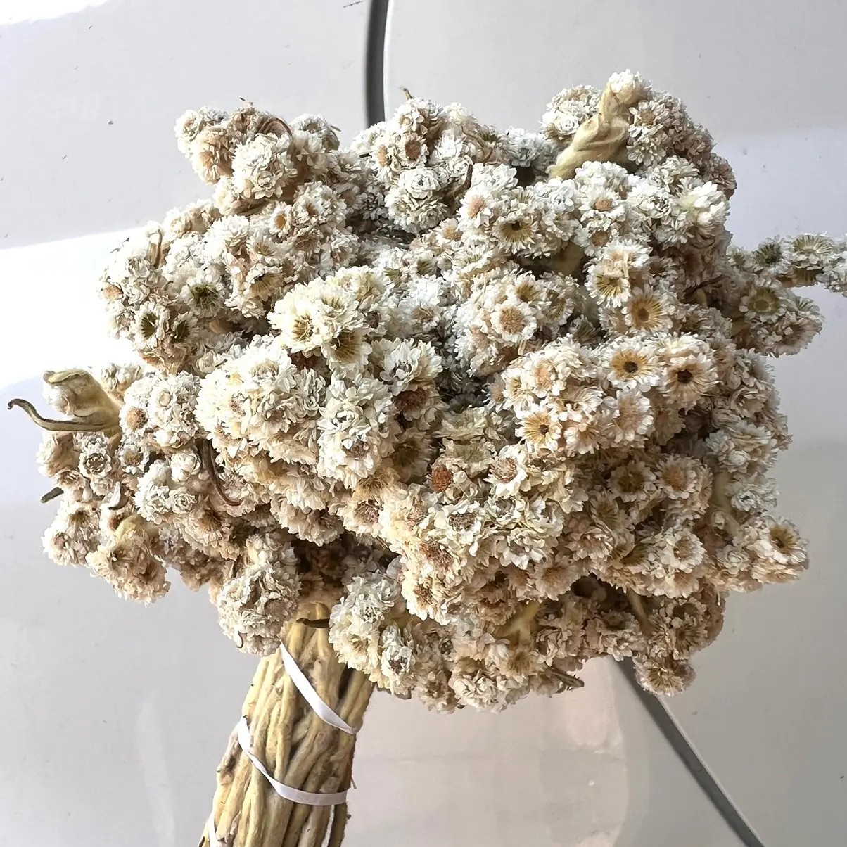 Bunga edelweis bunga kering bahan mahar bahan bouked