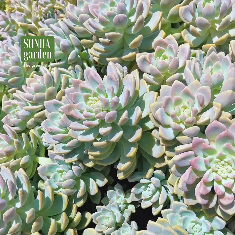 Sen đá pink gem mini 40 cây tặng kèm 1kg đất và 20 lá mầm sen đá khác loại SONDA garden 5