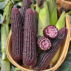 PROMO Jagung Ketan Ungu 1 KG | Pulen Kenyal Sehat