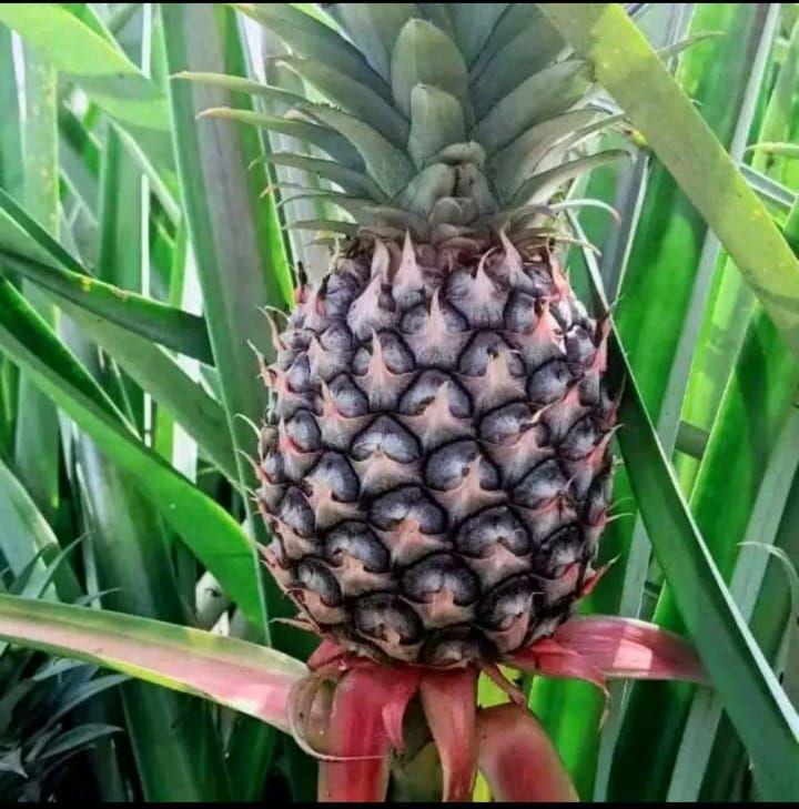 Buah Nanas Segar Jumbo Fresh Cocok Untuk Rujak Dan Bahan Manisan Siap Kirim Secepatnya Buah Nanas Segar Jumbo Fresh Cocok Untuk Rujak Dan Bahan Manisan Siap Kirim Secepatnya