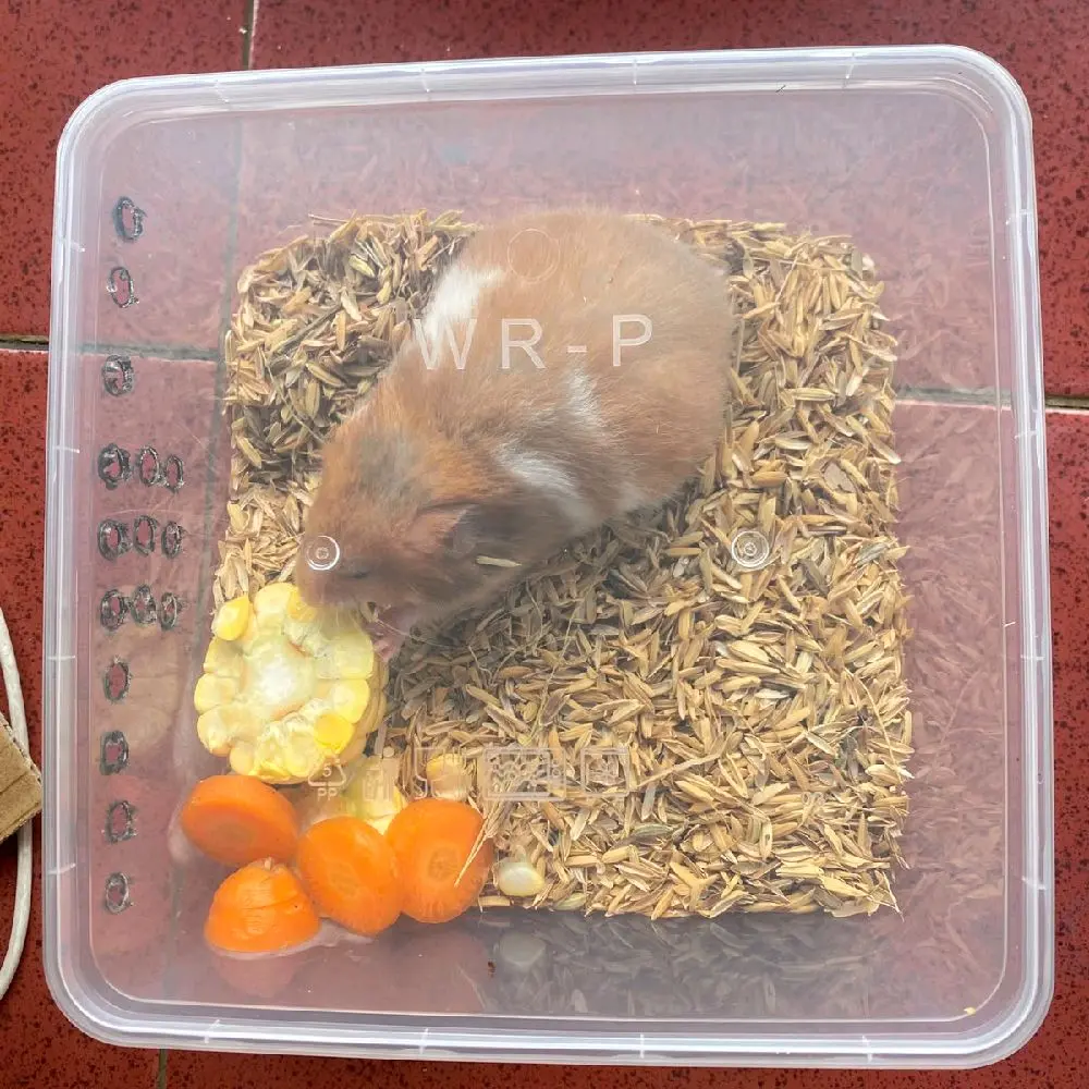 stiker hamster syirian