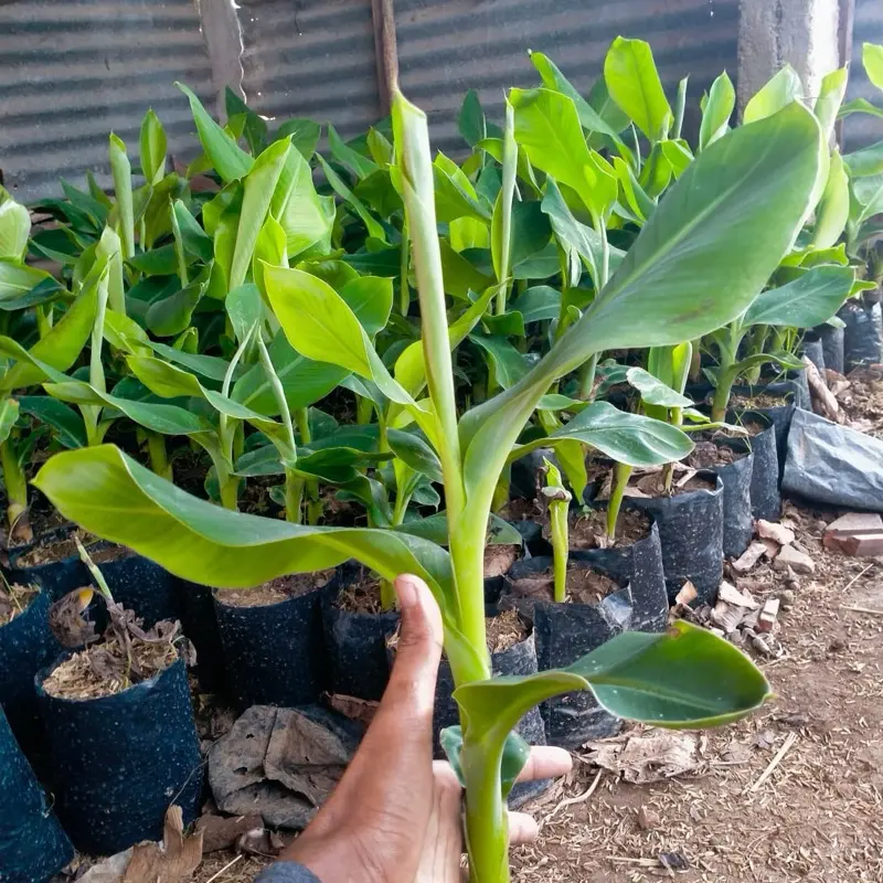 Benih pisang ulin/marlin murah berkualitas 3