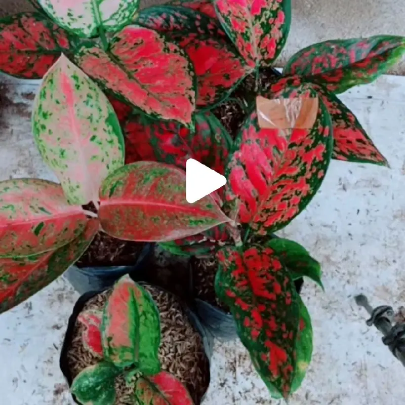 tanaman aglonema (paket merah isi 5) 4
