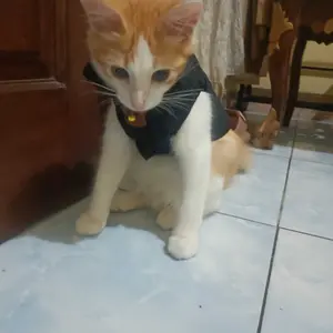 Baju Kucing Anjing Lucu Cowok Cewek Murah Jaket Gelembung - Bukipet Puffer Jacket Series