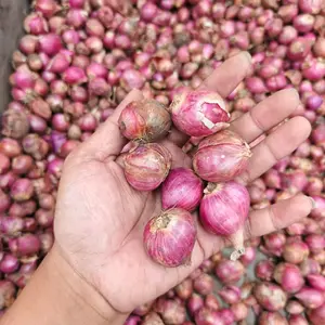 BAWANG MERAH BIMA KUALITAS SUPER HARGA MURAH