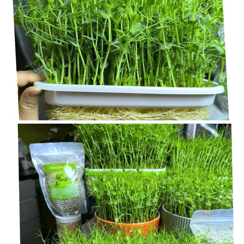 Hạt rau mầm Đậu Hà Lan gói 1kg - Uơm trồng rau mầm hoặc dùng nấu ăn nấu sữa hạt đều được
