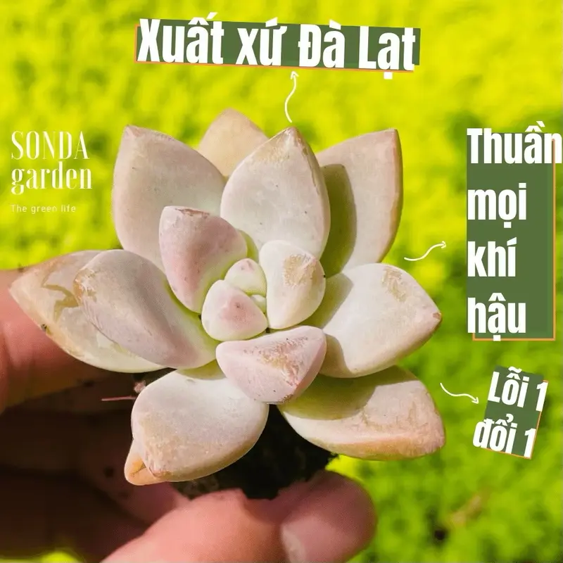 Sen đá pink gem mini 40 cây tặng kèm 1kg đất và 20 lá mầm sen đá khác loại SONDA garden 0