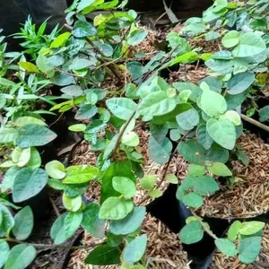 Tanaman Bibit Dolar Mini Bibit Pohon Dolar Rambat Mini untuk Dekorasi Rumah dan Taman