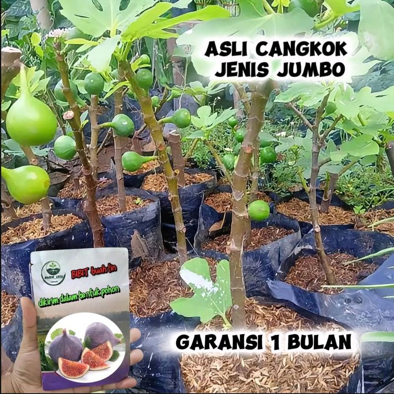 benih tin cepat berbuah garansi 0