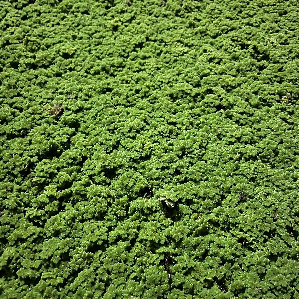 Pakan alternatif ikan dan ternak azolla