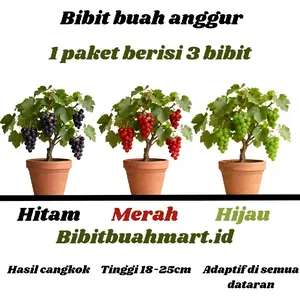 Bibit Buah Anggur 1 Paket Berisi 3 Bibit Hasil Cangkok Siap Berbuah