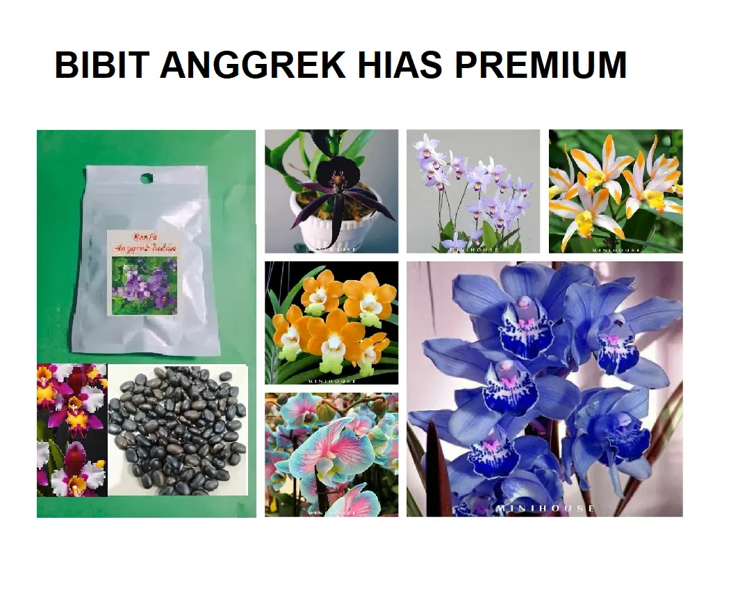 Benih Anggrek Bulan Mix Berbagai Warna isi 50 per Kemasan