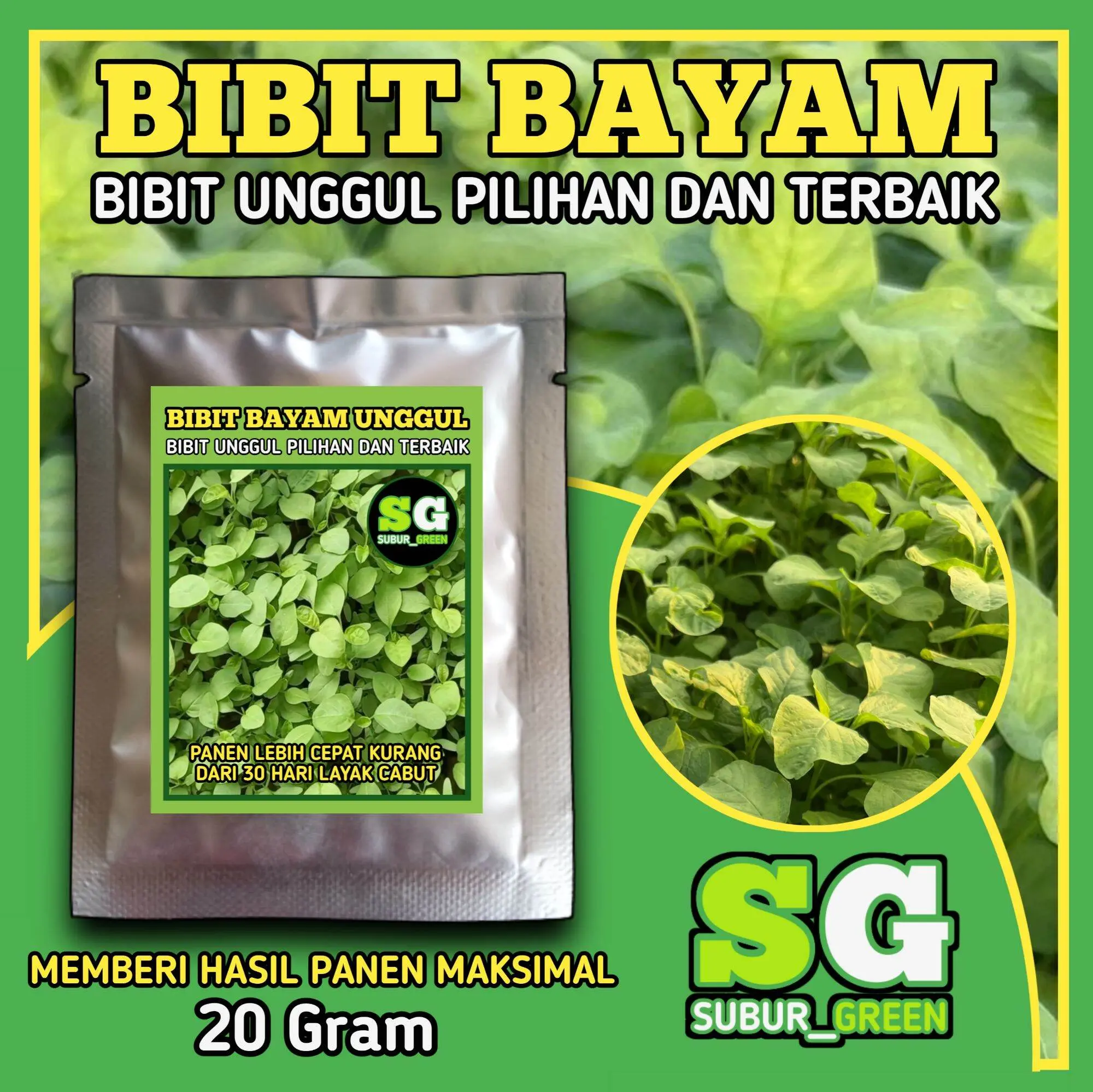 Bibit bayam daun lebar unggul pilihan dan terbaik termurah bisa cod bayam cabut bayam hidroponik