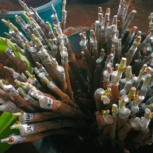 Catting Grafting Anggur Import untuk Doll - Langkah Penanganan Barang Sampai Tanam Batang Kayu
