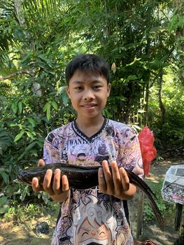 Product Review of Lure Soft Frog Mini umpan pancing Ukuran 3cm Berat 5grm Untuk Mancing Casting Ikan Gabus from ** 2