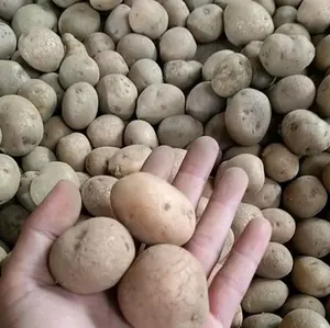 kentang dieng ukuran sedang DN isi 1 kg sekitar 20-28 tergantung stok yang ready