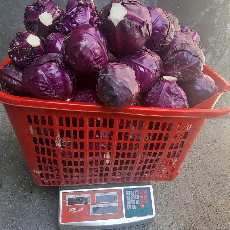 Kol Ungu Segar 1 kg - Produk Segar Berkualitas dengan Kemasan Aman dari Toko Kami 2