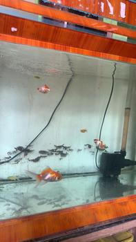 Product Review of MAGNET PEMBERSIH KACA AQUARIUM kaca tebal 5 - 12 mm Merk RECENT TERAPUNG from P**u 1