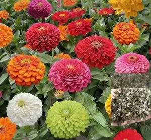 Benih Bunga Cerah Murni Garansi Uang Kembali 100% Jika Tidak Berkecambah Sempurna untuk Penanaman di Rumah Teras dan Taman Ideal untuk Pemula dan Penanam yang Menginginkan Perawatan Minim