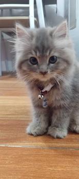 Product Review of Kalung Kucing Bahan Kulit Bisa Costum Nama from c**e 0