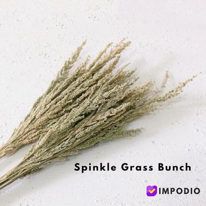 Gambar dried flower jawan kering IMPODIO / dekorasi rustic - properti foto dari Impodio Kota Tangerang Selatan Tokopedia
