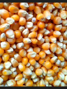 Popcorn Mushroom kiloan Preferred Jumbo Mushroom Poprcorn