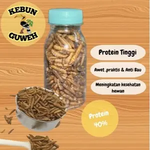Maggot Kering 30 gr  Pakan Ikan Koi Chana Reptil Predator