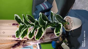 Product Review of TANAMAN ARTIFICIAL KETAPANG  PUTIH 23DAUN(sudah+pot) from L**u 1