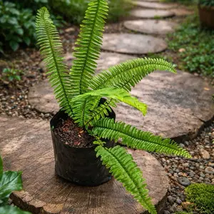 Tanaman Pakis kelabang, Tanaman hias pakis kelabang