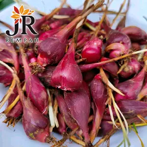 Bawang Dayak FRESS segar kaya manfaat