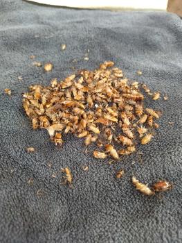 Product Review of READY STOCK ! PEST CONTROL KILL IT LIPAS KERETA SPRAY LIPAS KERETA from M** B**y 1