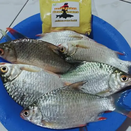 umpan mancing tawes  umpan dewi tawes umpan jitu 45 gram Alat Ikan 1