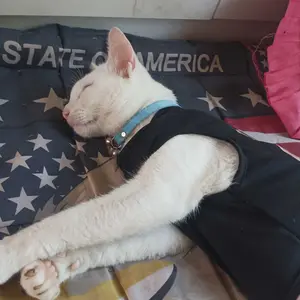 Baju Kucing Lucu  CEO Ngantuk  | Kostum Anabul Unik Tanpa Lengan