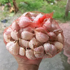BAWANG PUTIH KATING FRESH