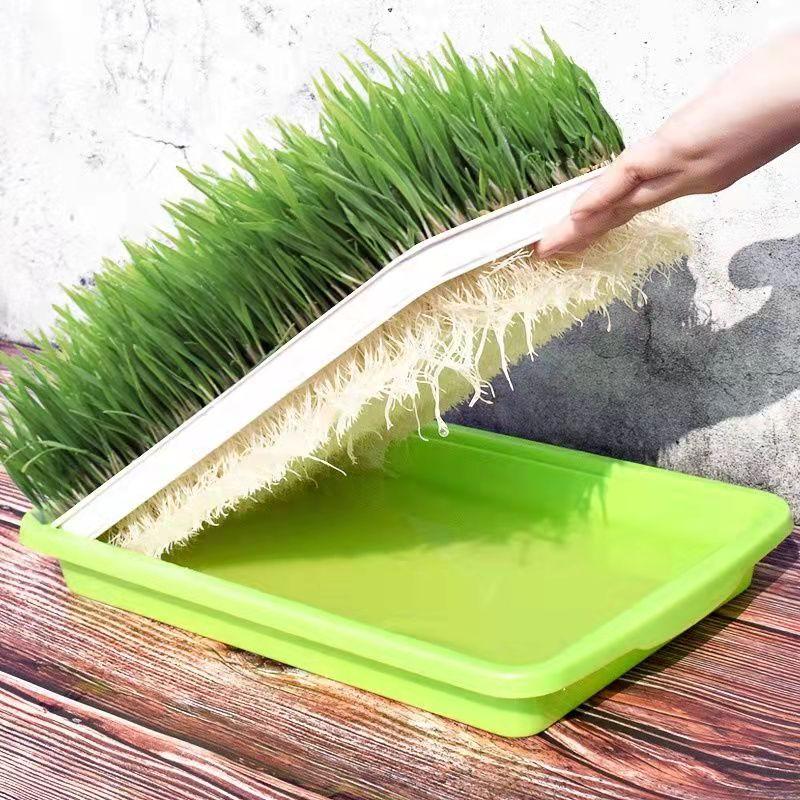 Product Introduction of [High Germination] 100% Natural Organic Cat Grass Seeds for Planting (50 Seeds Per Pack) Vegetable Seeds Hydroponics Plants Wheat Grass Seed Healthy Food for Cats Cat Snacks Potted Live Plants for Sale Real Plants Flower Seeds Easy To Grow Singapore 9
