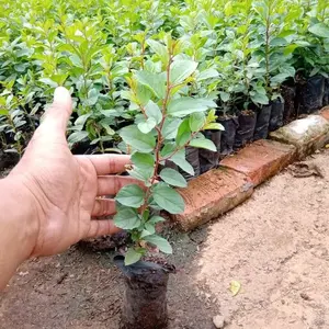 BIBIT BIDARA ARAB ORIGINAL NO.1