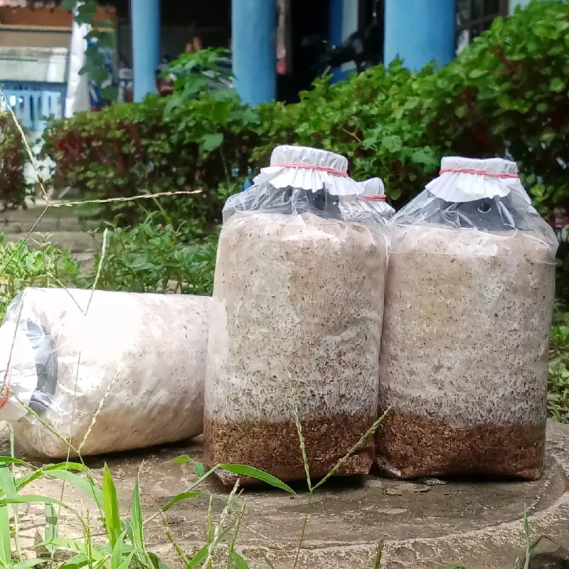Bibit Jamur Kuping Hitam f2 siap tanam ke media tumbuh Benih jamur komposisi dedak  Padi dan Jagung bibit jamur tiram serbuk tabur benih jamur tiram gratis kayu Sayur beli 2