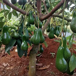 bibit alpukat aligator jumbo siap berbuah