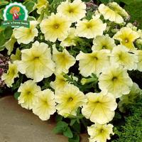 Gambar 800 Biji Bunga Petunia Berwarna-warni Untuk Menanam Benih Morning Glory, Benih Tanaman Hias Gantung Berkebun, Bibit Bonsai, Menanam Bunga, Dekorasi Taman Luar Ruangan Colorful Petunia Flower Seeds - 2 Paket  dari Benih Pilihan Alam Kota Administrasi Jakarta Pusat 2 Tokopedia