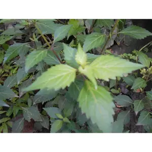 bibit tanaman kumis kucing tanaman mudah tumbuh