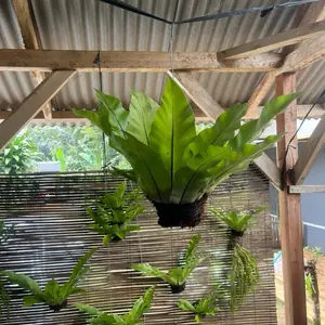 Kadaka gantung sudah dengan media dan gantungan