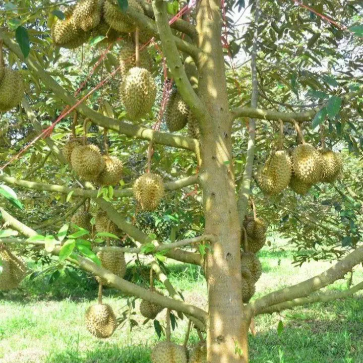 MANGGROW Fruit - Nutrisi Pupuk Organik Pohon Tanaman Durian | Booster Durian Kemasan 500ML dan 1000ml | Penyubur Buah, Bunga & Daun Durian Pupuk 5