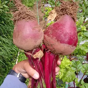 BUAH BIT 1KG BEETROOT FRESH MURAH BERKUALITAS